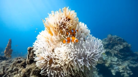  尼莫縮小抗海洋熱浪！ 小丑魚存活率提高78%