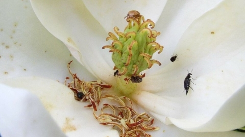 蝴蝶蜜蜂不去的暗處 甲蟲、蟑螂、蚊子為植物授粉