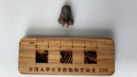 揭開遠古世界神秘面紗 台灣首次發現的鳥類恐龍化石