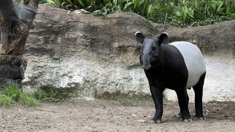 從動物園到休閒農場 展演動物的福利、管理及運輸難題