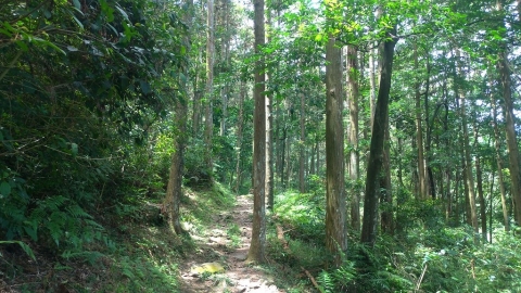 把碳「種」回去：種樹反思維，靠樹木固碳