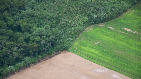 巴西亞馬遜雨林淪為排碳方 研究：10年間排碳比吸碳多20%