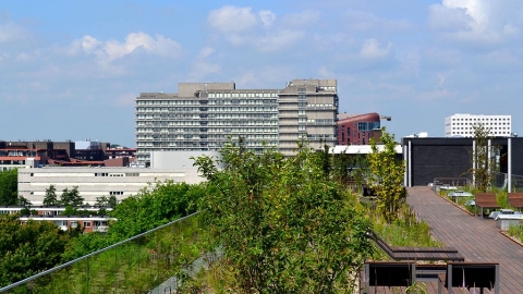 城市裡有大海綿！ 阿姆斯特丹用「藍綠屋頂」減少暴雨災情