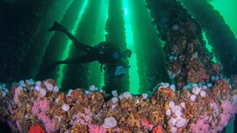 除役鑽油平台化為「海底生物天堂」 拆不拆陷兩難