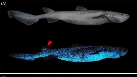 深海有「發光巨鯊」 科學家首次記錄三種紐西蘭深海鯊魚