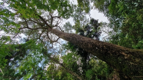 最高640歲！ 坪林台灣油杉保留區樹齡首揭密 保育謹記「毬果留原地」