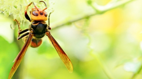 跟殺蟑盒一樣的殺蜂盒 日網友：不分蜂類都傷害到怎麼辦呢？