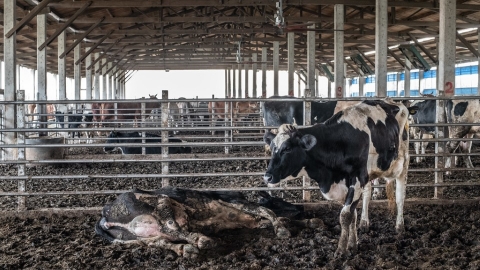 首份對經濟動物利用態度調查 近九成民眾不捨母豬遭狹欄圈養