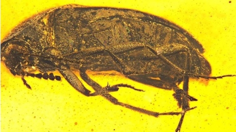 新種「平世異特偽蕈甲」發表 為我國古昆蟲學研究加溫