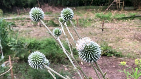 找回人與花草的連結 植物學者曾彥學就任林試所長：讓台灣原生植物出頭