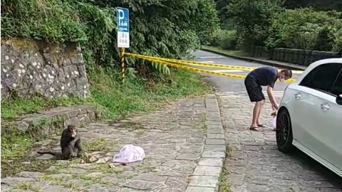 疫情下仍有民眾餵食獼猴 陽管處籲停止餵食 降低人猴衝突可能