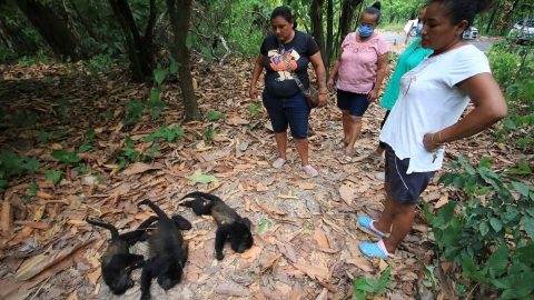  猴子掉落、貽貝燙熟 高溫超過動物耐熱極限導致大規模傷亡