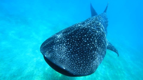 海洋保育類動物名單修訂 新增鯨鯊、2種鬼蝠魟