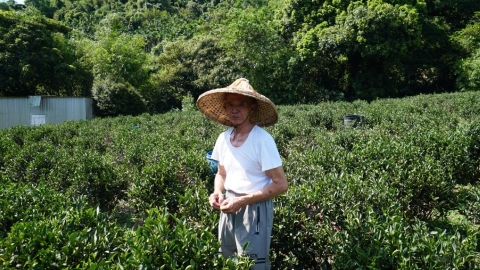 三峽碧螺春茶王 黃文雄堅持手工製茶