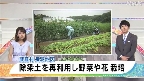 福島輻射污染土再利用 實驗種出超標作物
