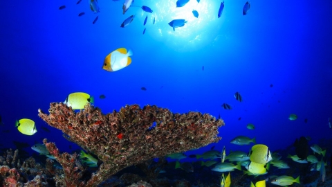 夏威夷生魚飯意外受惠 研究：海洋保護區效果外溢 區外黃鰭鮪也增加