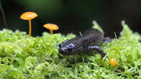  極端氣候先知道 監測山椒魚預知人類未來