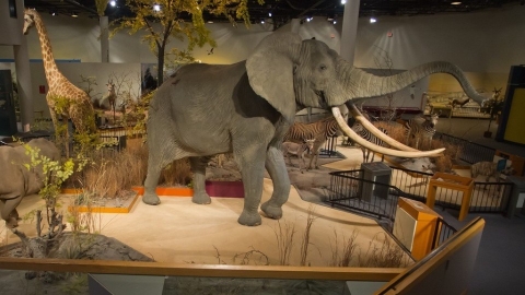 動物標本化學濃度超標 美營運40年自然史博物館結束營業