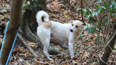 遊蕩犬貓逐年增 野生動物傷亡、染病 為生存上演「互相傷害」