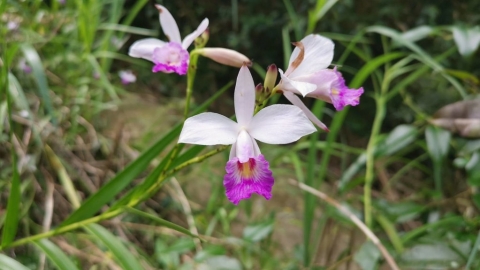 「讓鳥仔花回家」 昔日農地常見 今徵護花使者 葦草蘭復育踏出第一步