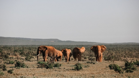 無象牙大象變多了？ 研究發現 盜獵影響非洲象群演化