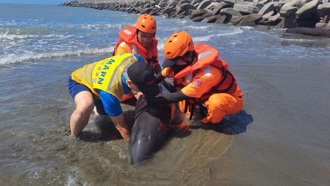  擱淺鯨豚海龜現場死亡率高 四起因民眾推回海中致二次嗆水亡