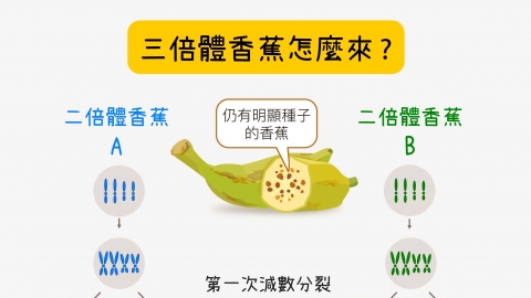 香蕉也有身分證！找到抗黃葉病品種的 DNA 特徵，保護台蕉專利權