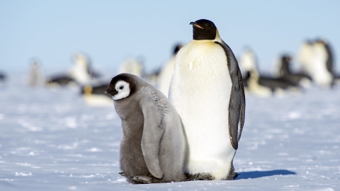 近南極小島首見禽流感 專家：威脅瀕危企鵝等物種生存