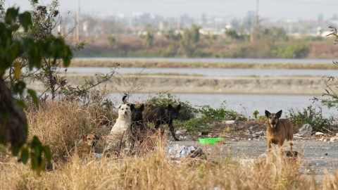 遊蕩犬侵擾事件頻傳 南部鄉間野鳥天堂處處危機
