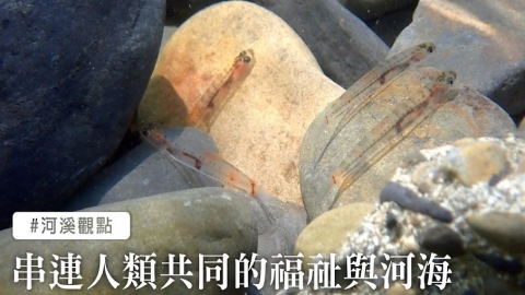 島國公民的餐桌幕後：洄游生物，串連河海與你我的福祉
