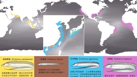 帶魚研究登國際期刊 西北太平洋四魚種 DNA窺見前世今生