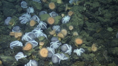 科學家發現加州深海「章魚花園」 逾2萬隻章魚群聚海底溫泉創造生態綠洲