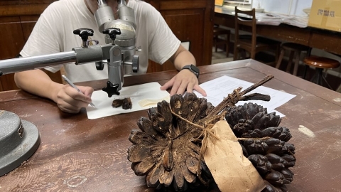 從植物標本看台灣史 《塵封的椰影》對焦細川隆英 書寫台北帝大植物學者群像