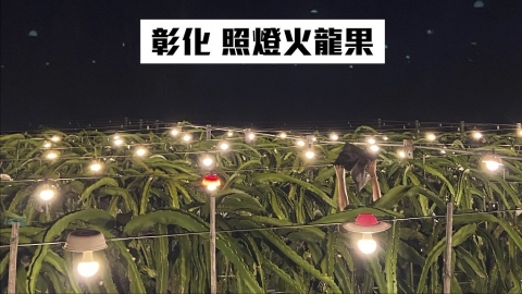 農業照明如何減光害 彰化田間實測火龍果加燈罩有效