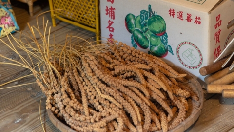 田埔部落黑柿蕃茄和復育小米傳奇，以經濟自主抗拒賣地誘惑