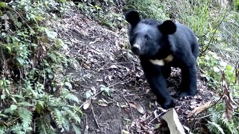  改良式獵具防誤捕！ 阿里山特富野拍到黑熊觸動獵具、調頭就走