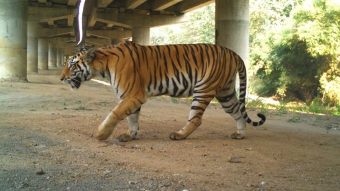 虎年老虎安心過馬路 全球生態廊道日益普及 有效減少野生動物路殺