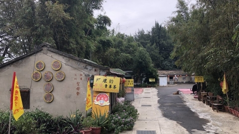 倚海共存 廢林不廢 交織生命記憶的保安林