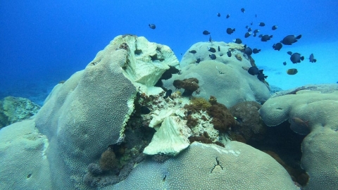漁港工程毀大面積珊瑚礁 綠島百年摩艾岩斷頭、小丑魚無家可歸