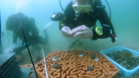 香港Archireef前進阿聯 3D列印復育珊瑚礁盤 存活率逾九成