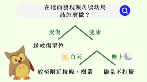 領角鴞觀察計畫 一同認識捕鼠能者