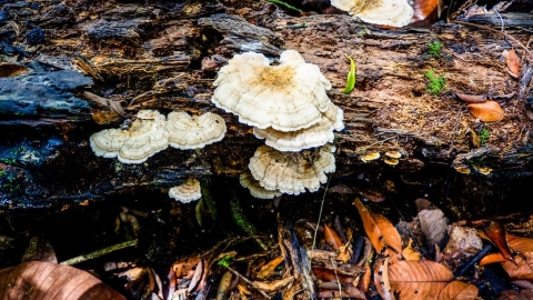 研究：復育微生物群落 有助於提升植物生長率64% 