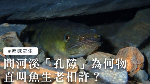 問河溪「孔隙」為何物，直教魚生老相許？