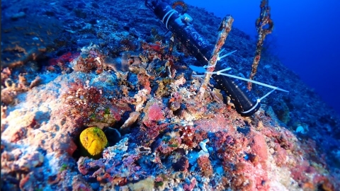  綠島珊瑚大白化後回復平穩 陸域發現稀有植物「蘭嶼牛栓藤」