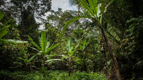 2022世界森林狀況報告：唯有健康的星球 才有健康的經濟