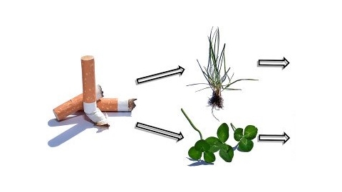 研究證實：菸蒂進入土壤有礙植物生長