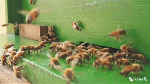 來養蜂，一起一起 從小小蜜蜂看農業新未來