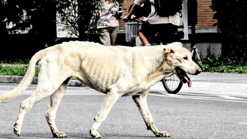 【校園遊蕩犬攻擊調查】12年301宗、1死4重傷 大學學生會籲檢討