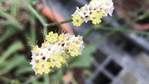 平地也能種出水晶花 20年育成新品系 原生植物石蓯蓉背後撐腰