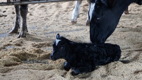 動社推「動物福利標章」 首支獲認證鮮乳品牌上市 未來盼改善豬雞處境